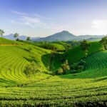 tea packaging business