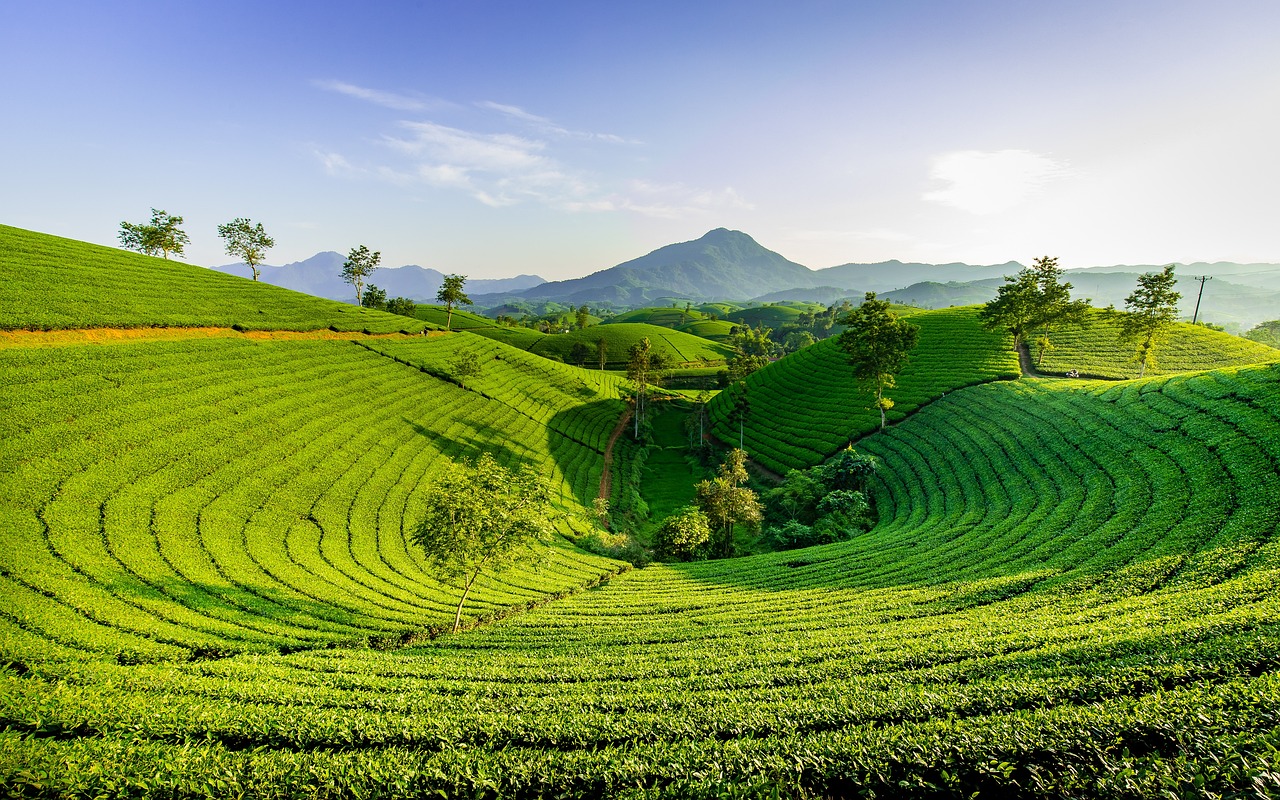 tea packaging business